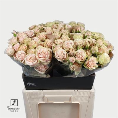 10x Rosa tr. whitney 60cm