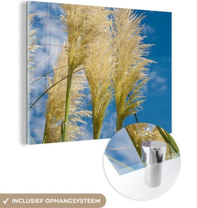 MuchoWow® Glasschilderij 40x30 cm - Schilderij acrylglas - Planten - Pampasgras - Lucht - Foto op glas - Schilderijen