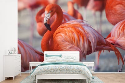Behang - Fotobehang Flamingo - Vogel - Dieren - Roze - Breedte 420 cm x hoogte 280 cm