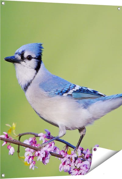 Gards Tuinposter Blauwe Gaai Vogel op een Tak - Kleur - 80x100 cm - Tuindoek - Tuindecoratie - Wanddecoratie buiten - Tuinschilderij