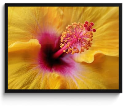 Poster in lijst - Fotolijst 70x50 cm - Posters - Geel - Hibiscus - Tropisch - Posterlijst zwart - Decoratie - Wanddecoratie woonkamer - Muurdecoratie slaapkamer