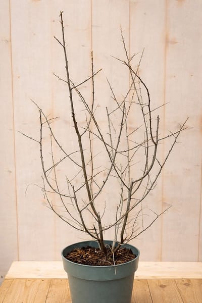 Warentuin natuurlijk - Duindoorn Hippophae rhamnoides Leikora 110 cm