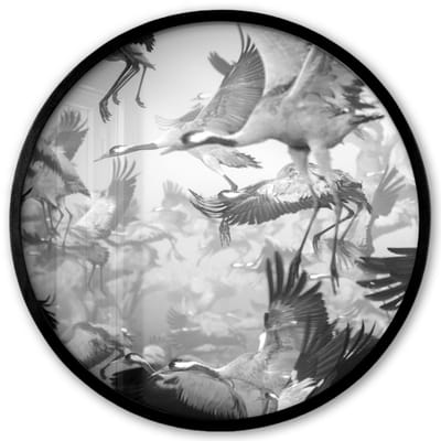 Poster in lijst Rond - Fotolijst 40x40 cm - Posters - Kraanvogel - Zwart wit - Dieren - Vogels - Ronde posterlijst zwart - Decoratie - Wanddecoratie woonkamer - Muurdecoratie slaapkamer