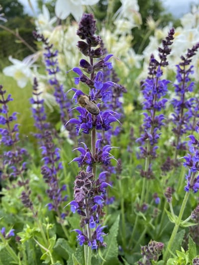 6 x Salvia n. 'Mainacht' - Salie - P9 Pot (9 x 9cm) - Dima Vaste Planten