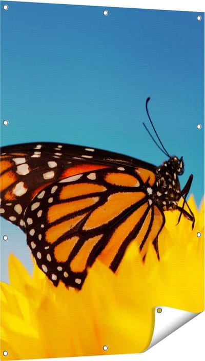 Gards Tuinposter Oranje Vlinder bij een Zonnebloem - 80x120 cm - Tuindoek - Tuindecoratie - Wanddecoratie buiten - Tuinschilderij