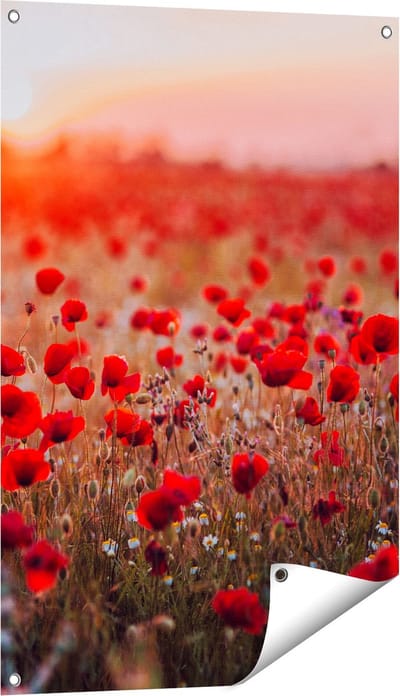 Gards Tuinposter Rode Klaprozen Bloemenveld Zonsondergang - 60x90 cm - Tuindoek - Tuindecoratie - Wanddecoratie buiten - Tuinschilderij
