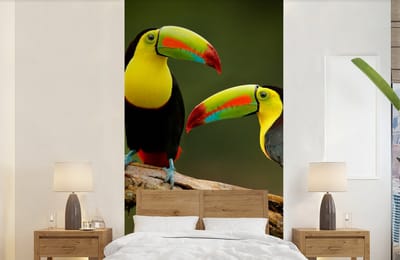 Behang - Fotobehang Vogels - Toekan - Tak - Dieren - Regenboog - Breedte 120 cm x hoogte 240 cm