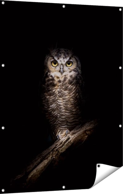 Gards Tuinposter Uil op een Tak in de Nacht - 90x120 cm - Tuindoek - Tuindecoratie - Wanddecoratie buiten - Tuinschilderij