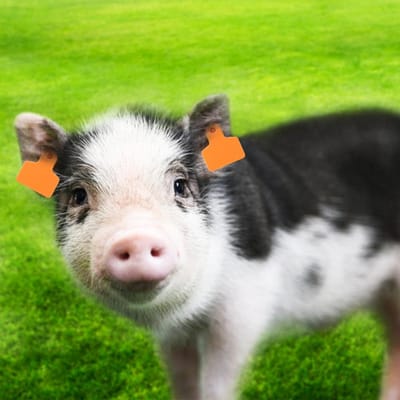 100 pièces Étiquette auriculaire Numéro d'élevage Marqueur Accessoire pour Porc Vache Mouton Animal Orange pour Porc 48x40mm