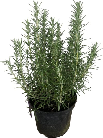 Rosmarinus off. 'Blue Winter' - Rozemarijn 25-30 cm in pot