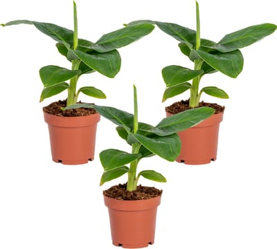 Bloomique - Set van 3 - Musa Dwarf Cavendish - Bananenplant - Kamerplanten - Luchtzuiverend - Diervriendelijk - Hoogte 20-30 cm - Pot 12 cm