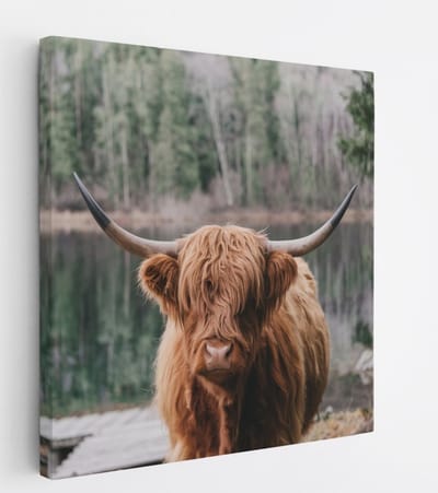 Saammp Canvas Schilderij - Schotse Hooglander Koe bij zonsopgang in herfstachtig bos - Dieren - Natuur - 20x20 - Foto op canvas - Wanddecoratie - muurdecoratie Woonkamer - Slaapkamer decoratie - Canvas Print