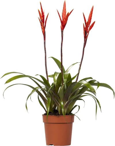 Plantenboetiek.nl | Vriesea Elan Toef - Ø12cm - 45-55cm hoog - Kamerplant - Bloeiende kamerplant