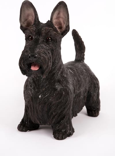 staande  Zwarte Schotse Terrier