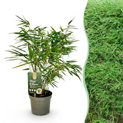 Green boutiQ - Grassen - Fargesia Rufa - Niet Woekerende Bamboe - Bladhoudend - Groen - 1 Plant - Pot 17 cm - Hoogte 60cm