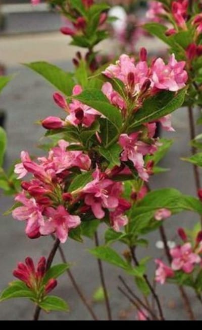 Weigela hybr. 'Rosea' - Weigela, Weigelia 50- 60 cm in pot