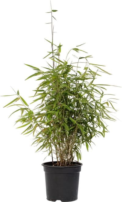 Plant in a Box - Niet-woekerende bamboe - Fargesia nitida 'Red Dragon' - Hoogte 50-70cm - Pot 17cm - Groen