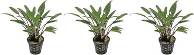 Levende aquariumplant Cryptocoryne Nevelii 5 cm pot per 3 stuks