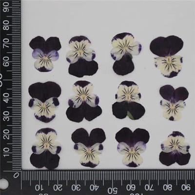 Gedroogde Viooltjes - Echte Bloemen - Handgemaakte Decoratie - 60 Stuks - 1-4 cm - Kleur-5
