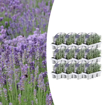 Tuinplantenshop.com | Lavendel angustifolia | 72 stuks - Ø7cm - 15cm hoog - Tuinplant