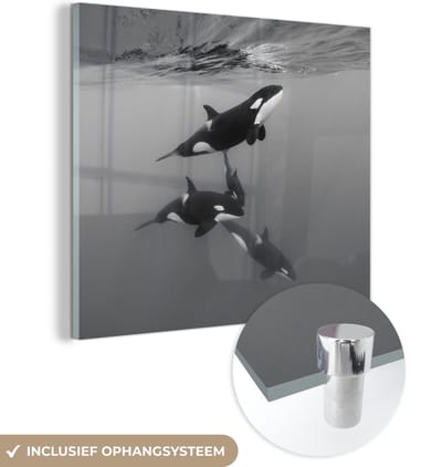 MuchoWow® Glasschilderij 50x50 cm - Schilderij acrylglas - Orka - Water - Zwart - Wit - Foto op glas - Schilderijen