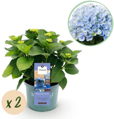 Plantenboetiek.nl | Hortensia - Hydrangea Magical Revolution Blue - Blauw - 6-10 Bloemen - 2 Planten - Ø23cm - 40-55cm hoog - Tuinplant