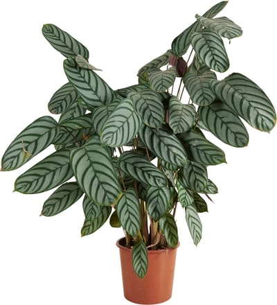 Bloomique - Calathea Compactstar - Pauwenplant - Kamerplanten - Luchtzuiverend - Gemakkelijk in onderhoud - Diervriendelijk - Hoogte 60-70 cm - Pot 17 cm