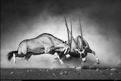 Luxe  Wanddecoratie - plexiglas met dibond en aluminium ophangframe - The African Wildlife Collection