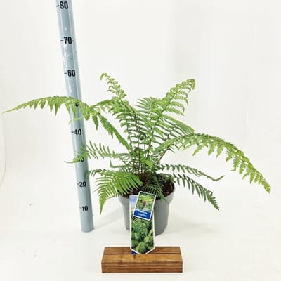 Dicksonia antarctica – Tasmaanse boomvaren | 30-40 cm in pot