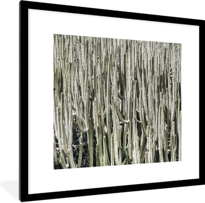 Fotolijst incl. Poster - Cactus - Natuur - Vetplanten - 40x40 cm - Posterlijst