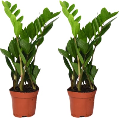 Plantenboetiek.nl | Zamioculcas Zamiifolia | 2 stuks - Ø12cm - 30-40cm hoog - Kamerplant - Multideal
