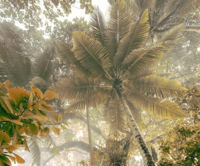 Fotobehang - Palms Panorama 300x250cm - Vliesbehang