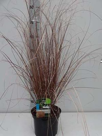 Zegge - Carex buchananii | 3 liter pot