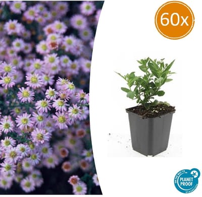 60x Langbloeiende Herfstaster | Aster ageratoides 'Stardust' 10-25cm