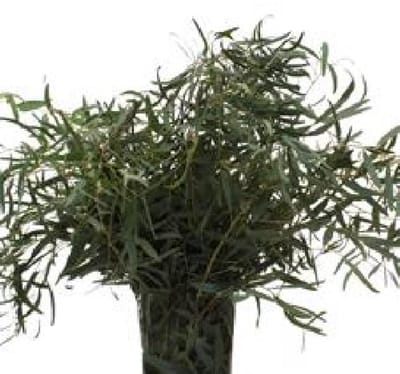 5x Sg eucalyptus nicholii 70cm