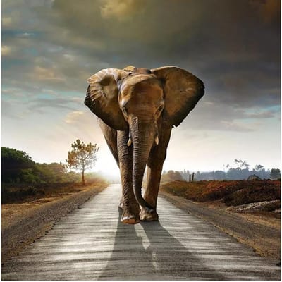 Diamond Diamond schilderij Cross Stitch Road Elephant Kit diamanten borduurwerk ronde boor Home Decor 30x30CM gray