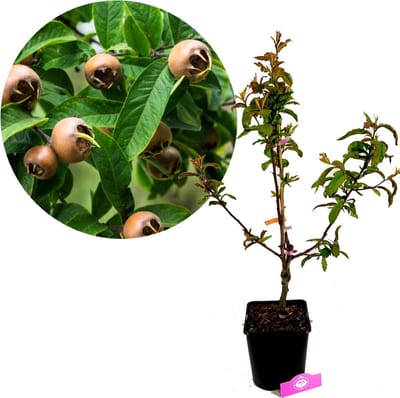 Mespilus Germanica 'Notthingham', Mispel, 5 liter pot