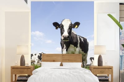 Behang - Fotobehang Koeien - Gras - Dieren - Zon - Boerderij - Breedte 195 cm x hoogte 260 cm
