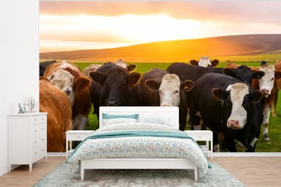 Behang - Fotobehang Koeien - Heuvels - Zonsondergang - Gras - Groen - Breedte 400 cm x hoogte 300 cm