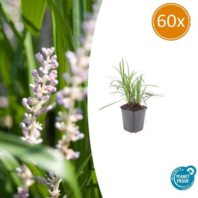 Tuinplantenshop.com | Liriope muscari 'Moneymaker' | 60 stuks - Ø9cm - 10-25cm hoog - Tuinplant