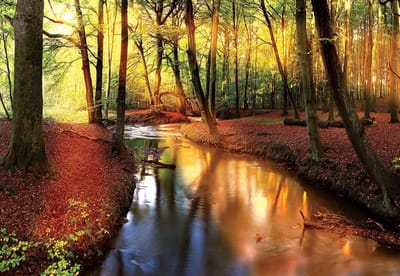 Fotobehang Forest River Beam Light Nature | XL - 208cm x 146cm | 130g/m2 Vlies