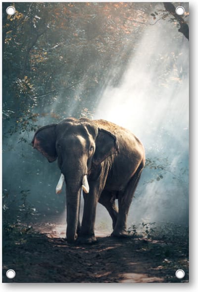 Olifant - Tuinposter 60x90 - Wanddecoratie - Besteposter - Dieren