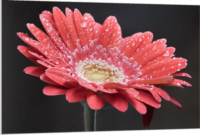 Forex - Rode Bloem met Waterdruppels  - 120x80cm Foto op Forex