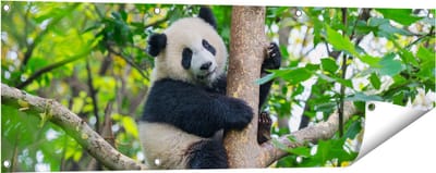 Gards Tuinposter Panda in de Bomen - 120x40 cm - Tuindoek - Tuindecoratie - Wanddecoratie buiten - Tuinschilderij
