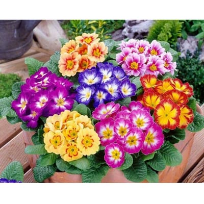 Borduurpakket DIY diamant borduurwerk gekleurde bloem Diamond schilderij mozaïek Home Decor 20X30CM purple