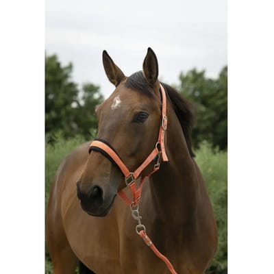Halster en touwset voor grote paarden Norton