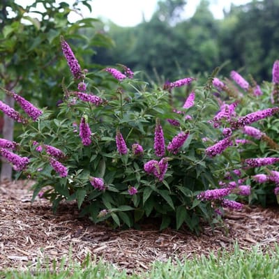12 x Roze Dwergvlinderstruik Pink Micro Chip - Trekt Bijen en Vlinders aan - Buddleja davidii 'Pink Micro Chip' in C2(liter) pot met hoogte 20-30cm