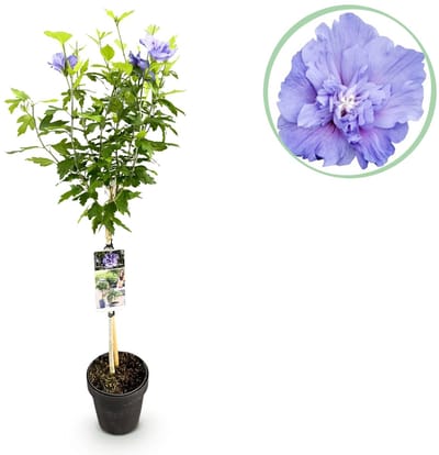 Green boutiQ - Tuinplant - Hibiscus syriacus Blue Chiffon® - Plant op stam - Terras Plant - Bladverliezend - Weinig Onderhoud - Pot 19cm Hoogte 90cm