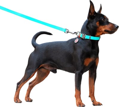 WAUDOG Waterproof Hondenlijn / Hondenriem - Collartex - Mint - Glow In The Dark - Breedte 20 mm - Lengte 122 cm