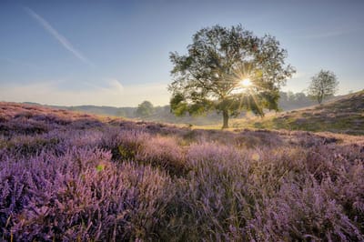 Fotobehang Heide op de Posbank 250 x 260 cm - € 175,--